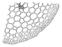 Warnstorfia fluitans, stem cross-section. Drawn from A.J. Fife 8543, CHR 464890.
 Image: R.C. Wagstaff © Landcare Research 2014 